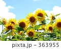 空と向日葵 空と向日葵 363955