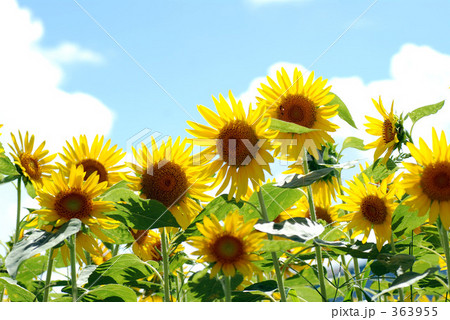 空と向日葵 363955