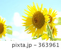 ヒマワリ ヒマワリ 363961