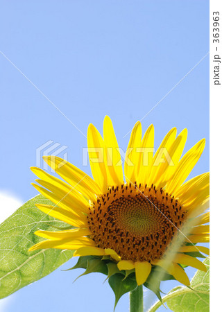 青空とヒマワリ 363963