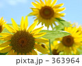 ヒマワリと空 ヒマワリと空 363964
