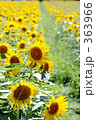 向日葵畑 向日葵畑 363966
