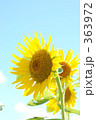 青空とヒマワリ 青空とヒマワリ 363972