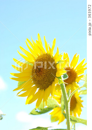 青空とヒマワリ 363972