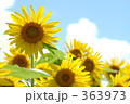 青空とヒマワリ 青空とヒマワリ 363973