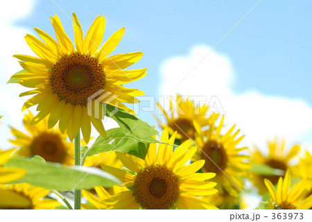 青空とヒマワリ 363973