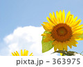 青空と向日葵 青空と向日葵 363975