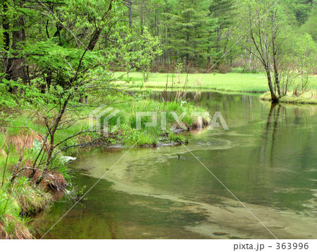 雨の田代池 363996