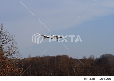 タンチョウ 364300