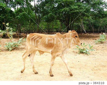 子牛　全身　cattle 364310