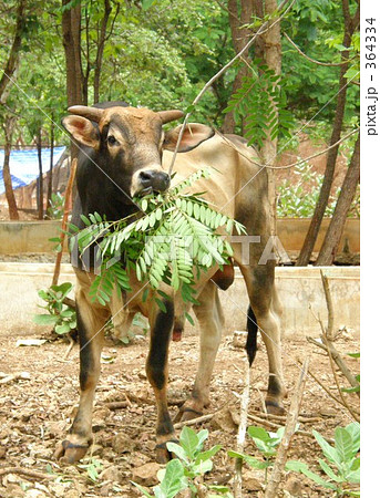 葉っぱを食べる牛 cattleの写真素材 [364334] - PIXTA