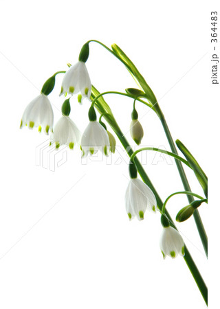 スノーフレーク 364483