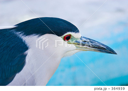 ゴイサギ 364939