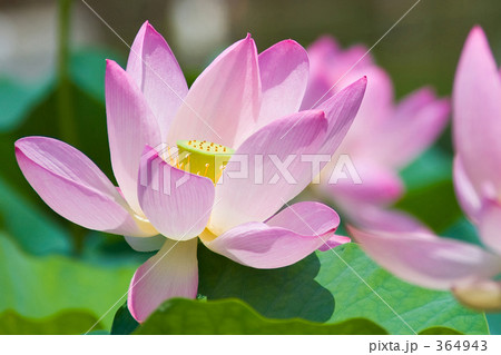 オオガハス オオガハス 364943