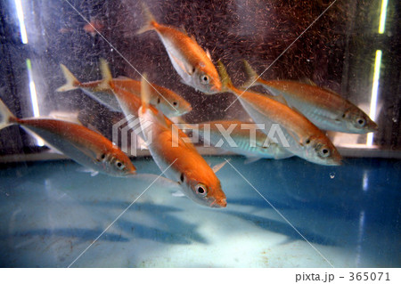 生簀の魚 365071