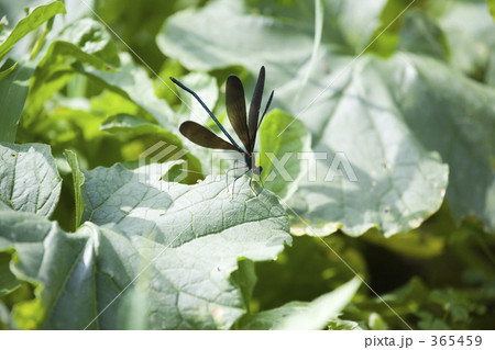 野菜畑のおはぐろトンボ 野菜畑のおはぐろトンボ 365459