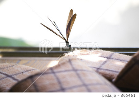 入ってきたハグロトンボ 365461