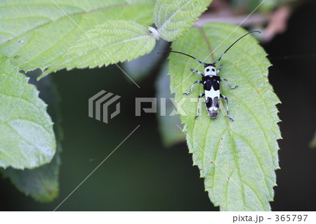 ラミーカミキリ ラミーカミキリ 365797