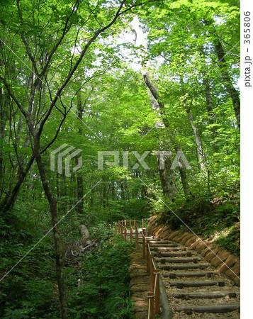 緑の小径 緑の小径 365806