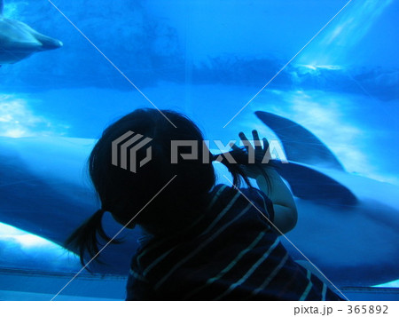 初めて見るイルカ 365892