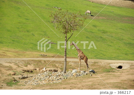 サファリパークでのびのびとすごすキリン 366217