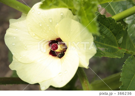 おくらの花 おくらの花 366236