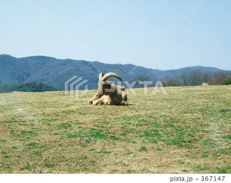 独りムフロン 367147