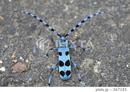 ルリボシカミキリ ルリボシカミキリ 367185