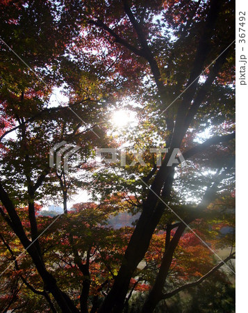木漏れ日　こもれび　太陽 367492
