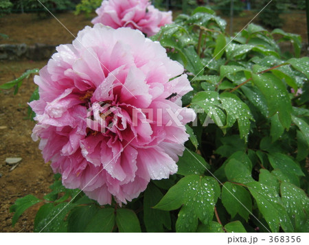 花　はな　ハナ　ﾊﾅ　牡丹　ぼたん　ボタン　ﾎﾞﾀﾝ 368356