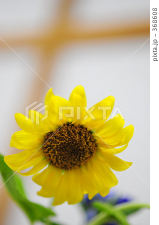 向日葵 向日葵 368608