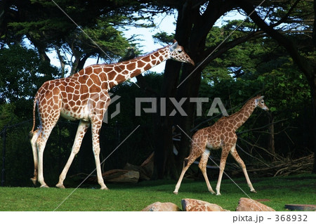 キリンの親子 368932