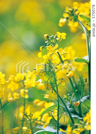 菜の花 370078
