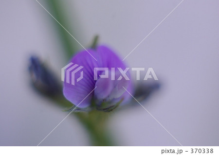 パンダ枝豆の花 370338