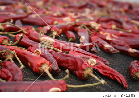 トウガラシ 371388
