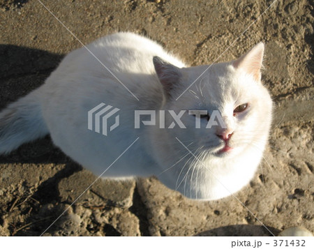 白ネコ 371432