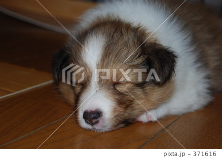 寝ている子犬 寝ている子犬 371616