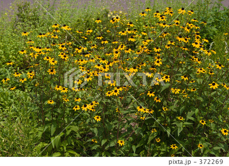 ルドベキア・タカオ ルドベキア・タカオ 372269