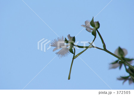 鷺のように 鷺のように 372505