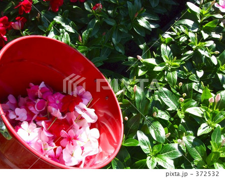 ガーデニング 372532