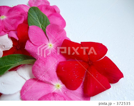 しっとり花びら 372535