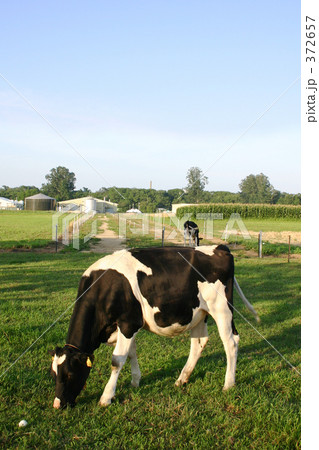 牛　北海道大学　農学部 372657