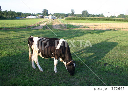 牛　北海道大学　農学部 372665