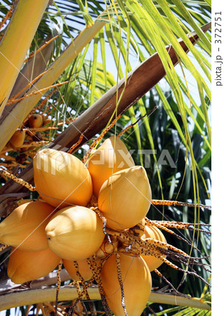 椰子の木(縦) 椰子の木(縦) 372751