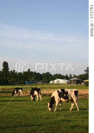 北海道大学 牛 斜陽 北海道大学 牛 斜陽 372761