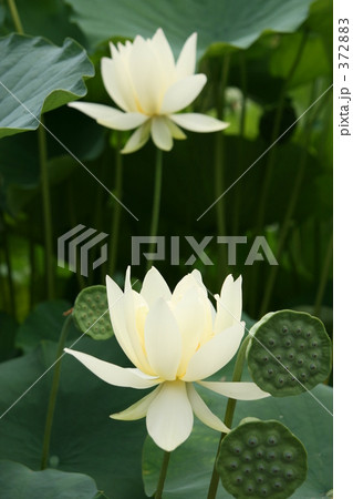 白い蓮の花 372883