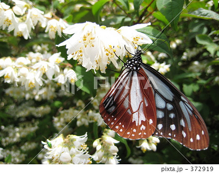 優雅なちょうちょ 372919
