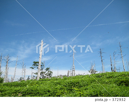 笹原と枯木と青空 笹原と枯木と青空 372932