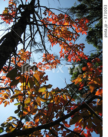 紅い螺旋 紅い螺旋 373003