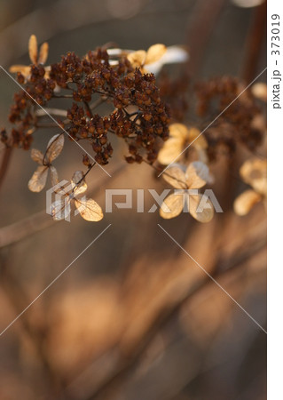 秋の終わりの花 373019